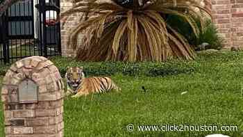 Tiger spotted on front lawn of home in west Houston neighborhood - KPRC Click2Houston