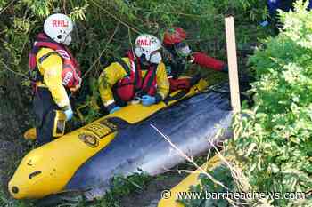 Small whale stranded in River Thames unlikely to survive, rescuers say - Barrhead News