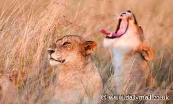 Yawning cools the BRAIN and does not function to oxygenate our blood, scientists claim 