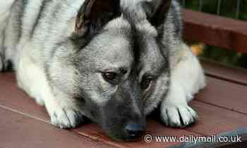 Stress in dogs is linked to an owner's personality, study shows