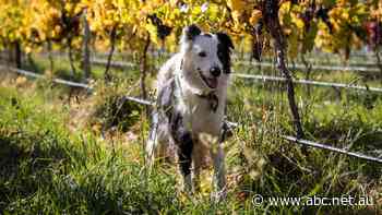 Confidence drives Tassie vineyards selling grapes and wine locally after losing China market
