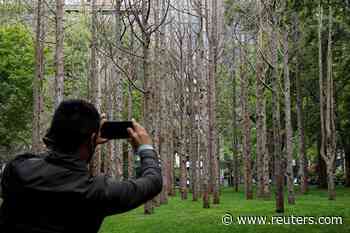 In New York, artist Maya Lin's 'Ghost Forest' warns on rising sea water - Reuters