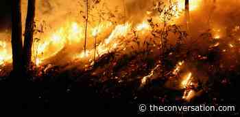 New research finds native forest logging did not worsen the Black Summer bushfires - The Conversation AU