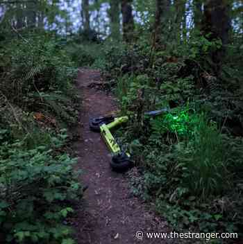 The Pacific Northwest Beauty of Forest Scientist Suzanne Simard and Her New Memoir Finding the Mother Tree - TheStranger.com