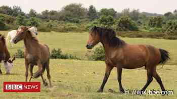 Warnings over New Forest forest stallions breeding season - BBC News