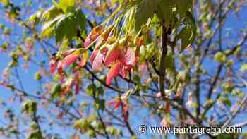 Watch now: Bloomington-Normal 'forest' project links generations - The Pantagraph