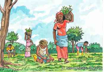 In search of a successful recipe for forest landscape restoration - CIFOR Forests News - Forests News, Center for International Forestry Research
