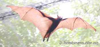 Forest-dwellers, global community must address tropical wildlife hunting risks - CIFOR Forests News - Forests News, Center for International Forestry Research