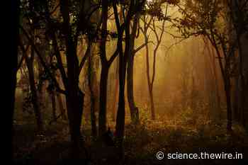 Why India's Forest Rights Act Is the Most Viable Forest Conservation Law - The Wire Science