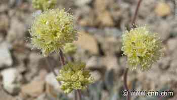 America's electric cars need lithium so badly it may wipe out this species