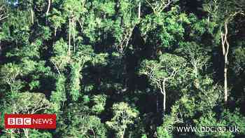 Forests the size of France regrown since 2000, study suggests