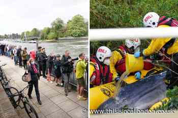 Stranded minke whale in River Thames put down