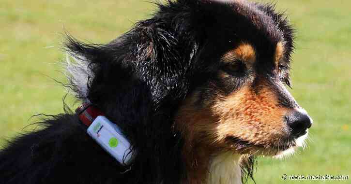Keep tabs on your pet with the best GPS dog collars and trackers