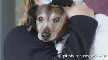 Baldwin Health Center Hosts Dog Parade