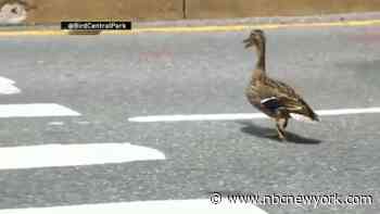 Duck Family Roaming NYC Streets Gets Escort to Central Park