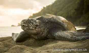 Giant turtles are now so common in UK waters that they 'should be classed as British animals'