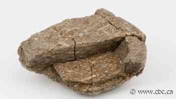 Mastodon dung reveals diet, environment in Nova Scotia some 75,000 years ago