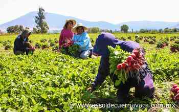Triplica El Salvador compra de alimentos a México - El Sol de Cuernavaca