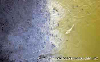 Ataca pez diablo a producción acuícola - El Sol de Cuernavaca