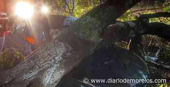 Retiran árboles colapsados tras lluvias en Cuernavaca - Diario de Morelos