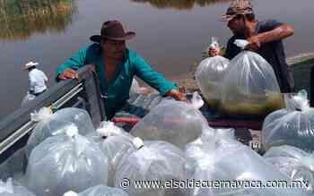 Pescadores siembran alevines en la laguna de Coatetelco - El Sol de Cuernavaca