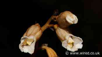 Scientists keep ignoring ugly plants. That’s a big problem