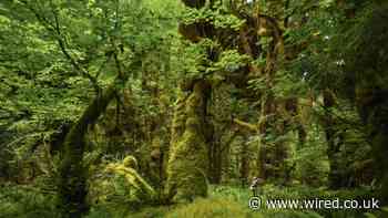 The fight for quiet in a world full of noise pollution