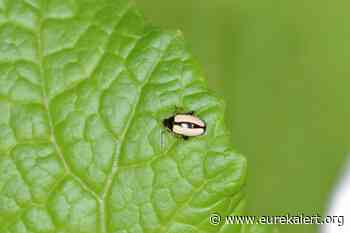 Horseradish flea beetle: Protected with the weapons of its food plant - EurekAlert