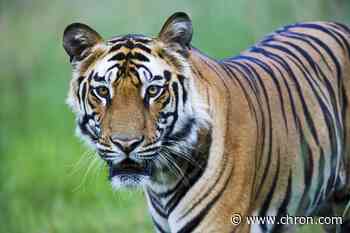 Everything we know about the tiger seen roaming a west Houston neighborhood