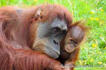 York children get chance to hear from orangutan expert