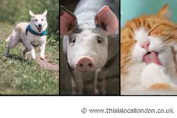 RSPCA launches Home Pet Show competition