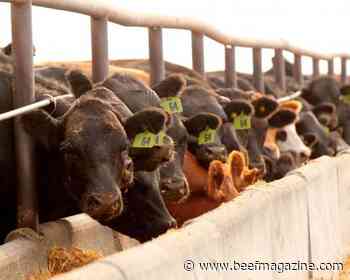 Higher corn prices mean higher cattle finishing cost