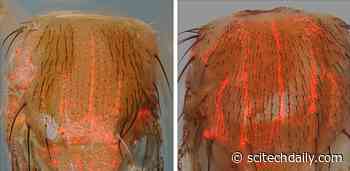 Genetic Copycatchers Detect Efficient and Precise CRISPR Editing in a Living Organism