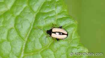 Horseradish Flea Beetle: Protected With the Chemical Weapons of Its Food Plant