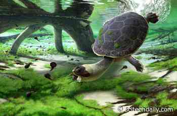 New Turtle Discovered From the Late Cretaceous of Madagascar