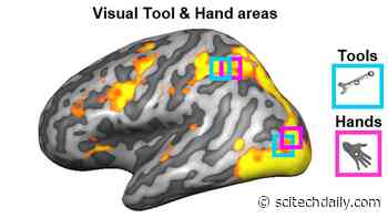 Scientists Read Minds to Understand How the Human Brain Controls Tool Use