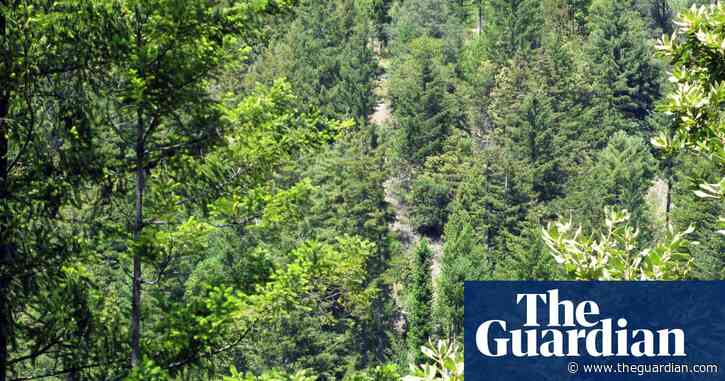 Forest the size of France regrown worldwide over 20 years, study finds