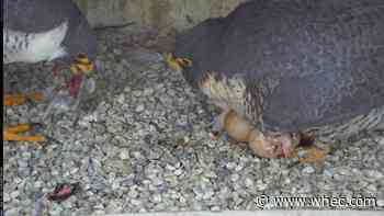 2nd baby has hatched, Rfalconcam announces