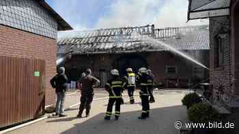 Feuer in Mechernich: 30 Kühe und Kälbchen aus brennender Scheune gerettet | Regional - BILD