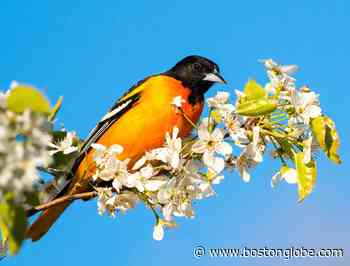 The 5 best places for bird-watching in Rhode Island - The Boston Globe