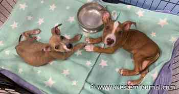Vegan Couple Charged with Animal Cruelty After Feeding Malnourished Pups Meat-Free Diet