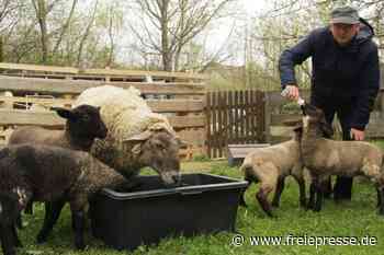 Seltene Vierlingsgeburt bei Mutterschaf - Freie Presse