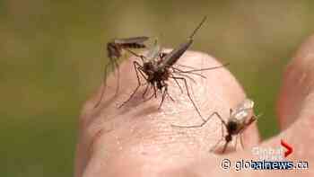 Forecasting Calgary’s mosquito season