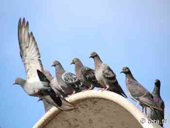 Nice. En nourrissant les pigeons tous les jours, Mireille attise la colère de ses voisins - actu.fr