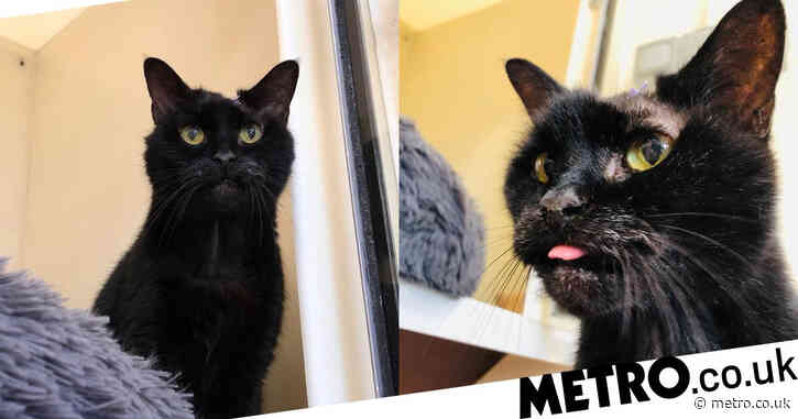 Wobbles the cat searches for a quiet home before his 19th birthday