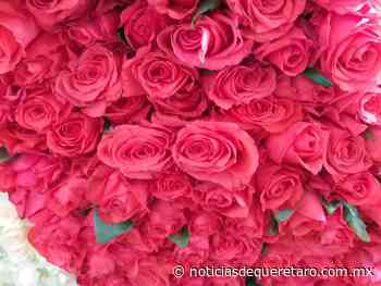 Productores de Rosas tuvieron repunte por 10 de Mayo - Noticias de Querétaro