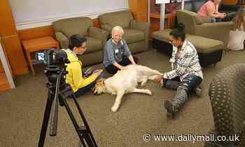 Pets: Stroking a dog on a regular basis can 'significantly' reduce anxiety and enhance thinking