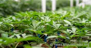 Wednesday: As Missouri's Medical Marijuana Program Expands, Advocates Push For Racial Equity - St. Louis Public Radio
