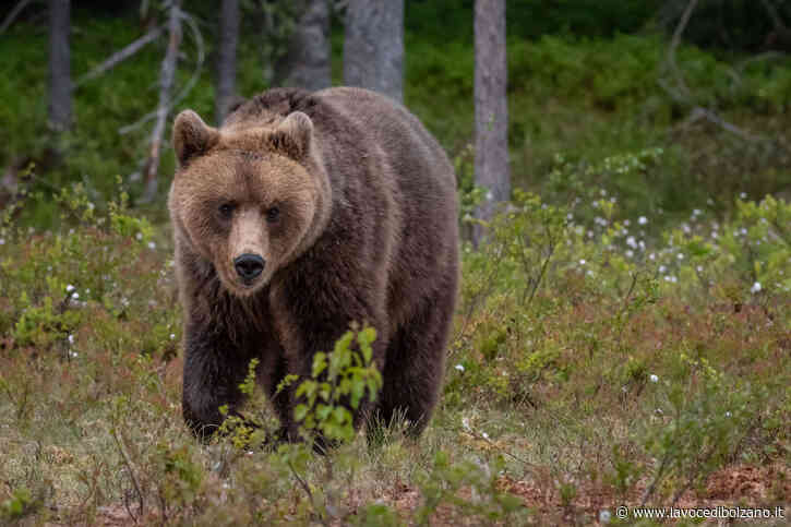 Aveva fatto strage di animali a Marlengo: orso catturato e radiocollarato - La Voce di Bolzano