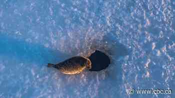Labrador seal hunt largely sidelined as sea ice hits 50-year low